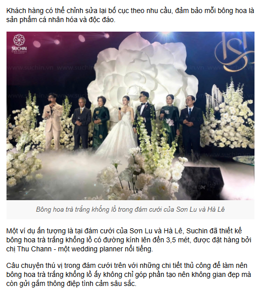 Bông hoa trà trắng của Suchin trong bài báo