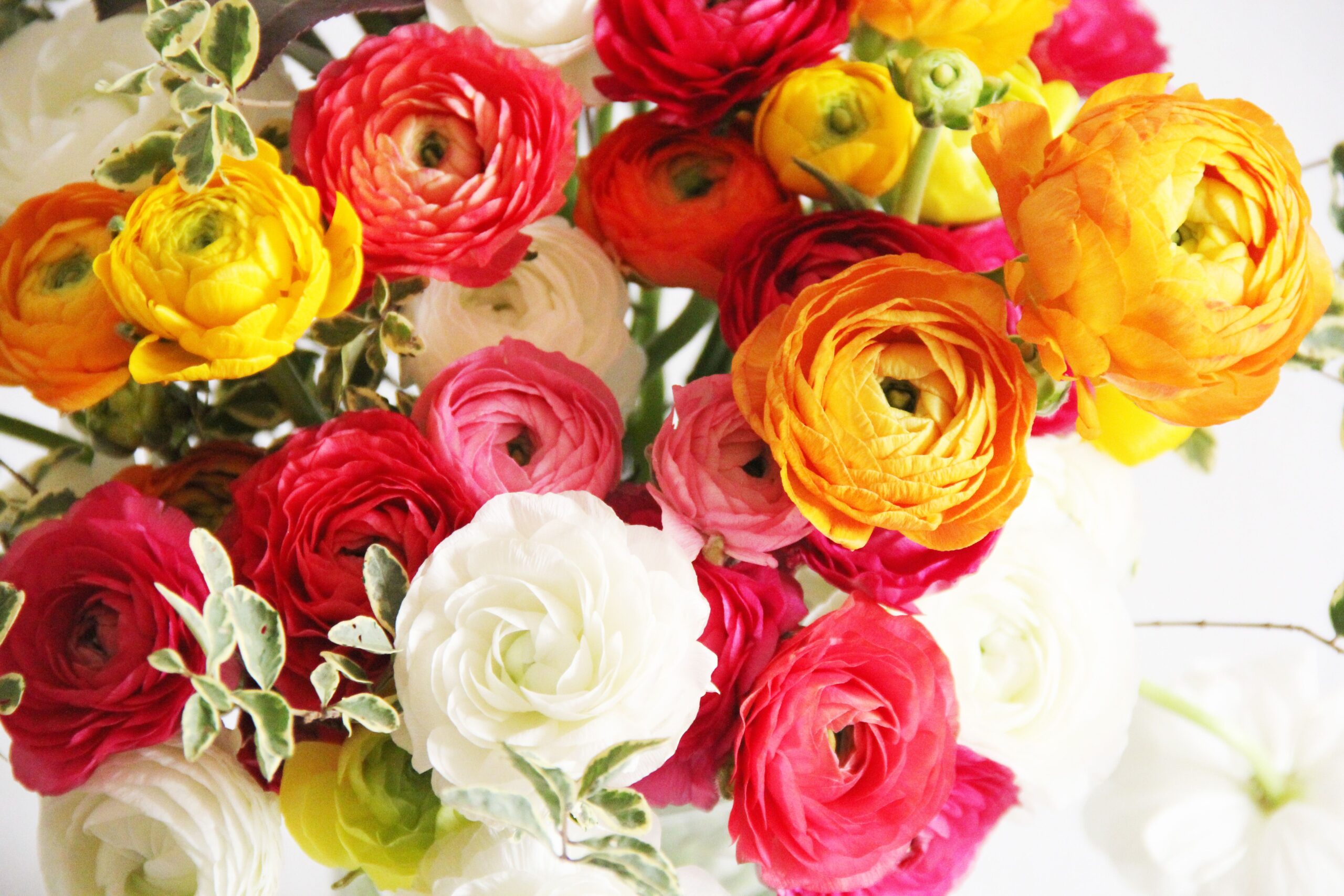 Hướng dẫn làm hoa mao lương bằng 2 loại giấy, mỹ thuật và nhún