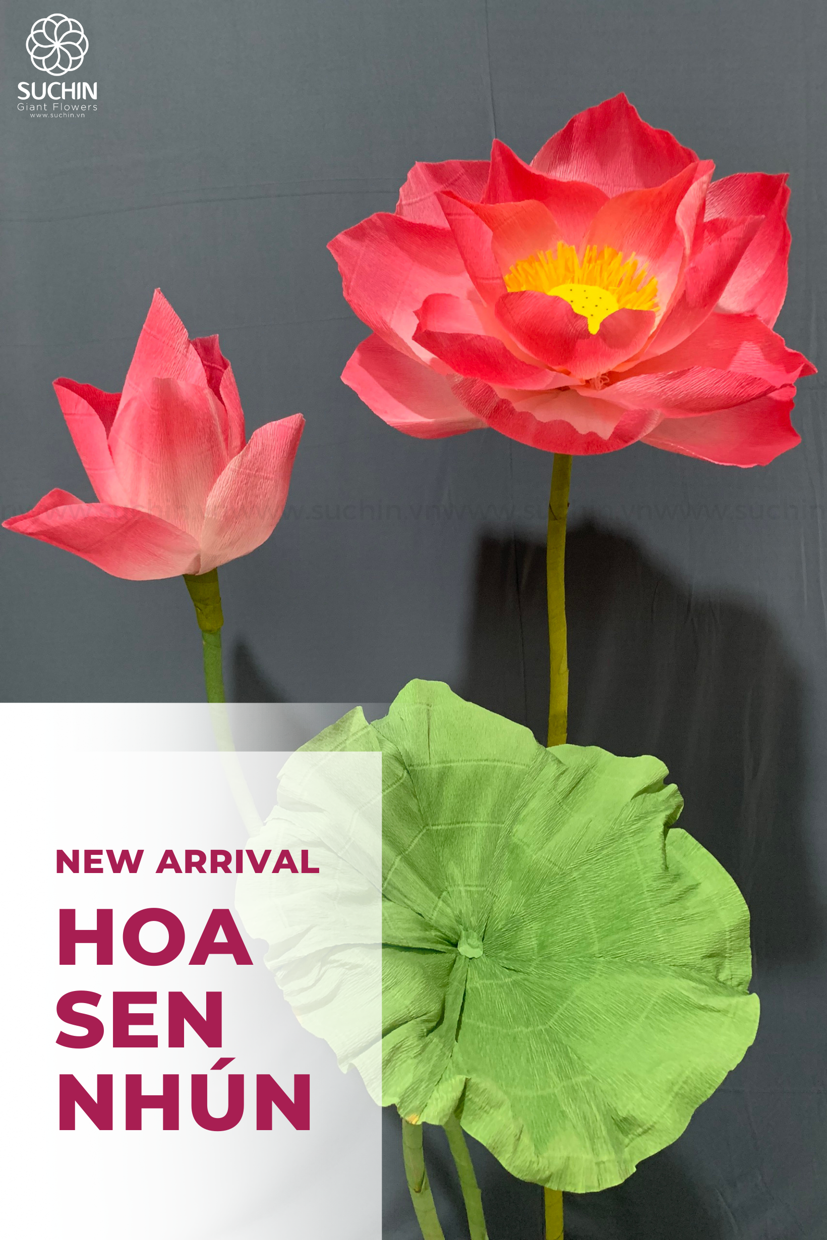 HOA SEN GIẤY NHÚN KHỔNG LỒ