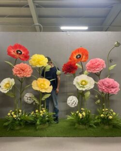 hoa mẫu đơn khổng lồ
